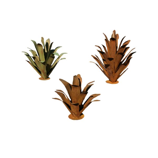 Desert Scenes Agaves